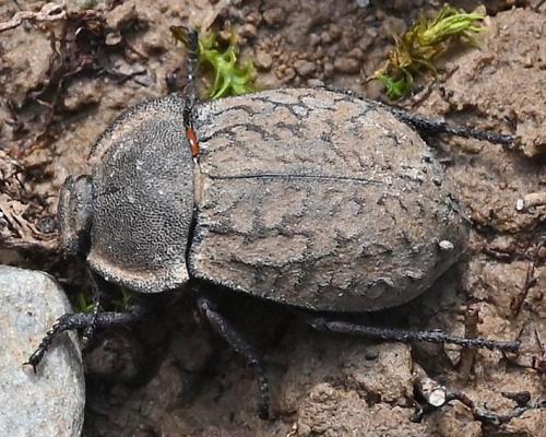 Asida dejeanii